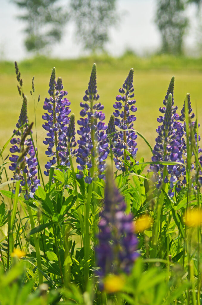 Lupinen in Südkarelien