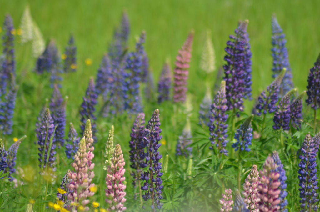 Lupinen am Wegrand in Südkarelien / Finnland